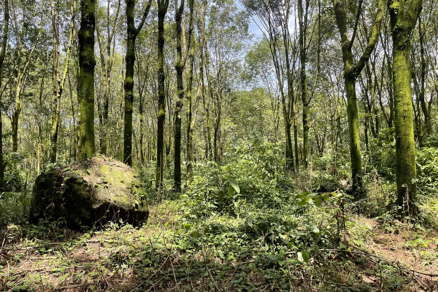 Rubber Tree Reforestation 360 Video, Guatemala